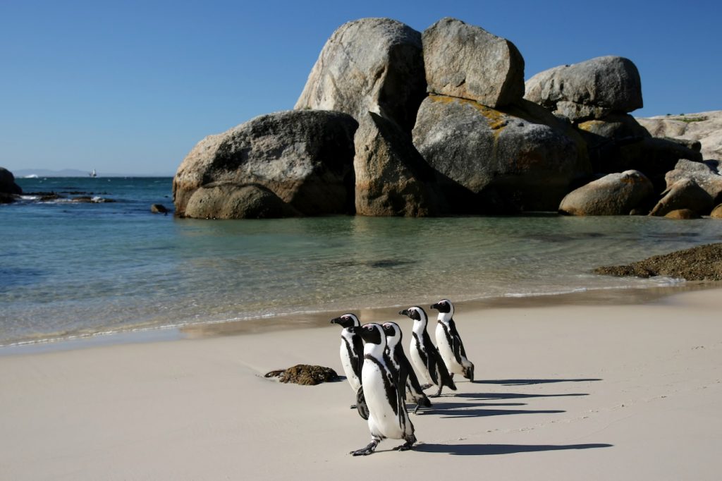 boulders beach penguins