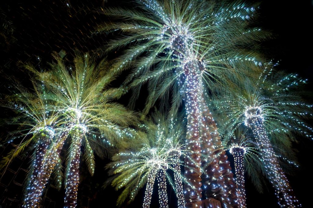 miami Christmas palm trees