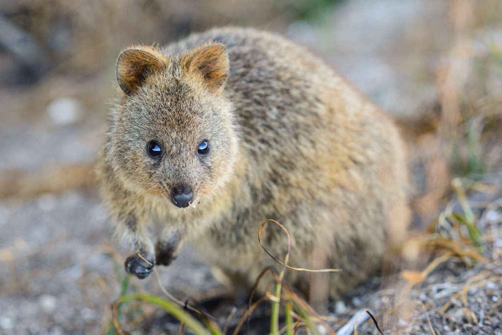 Best islands around Australia: Quokka