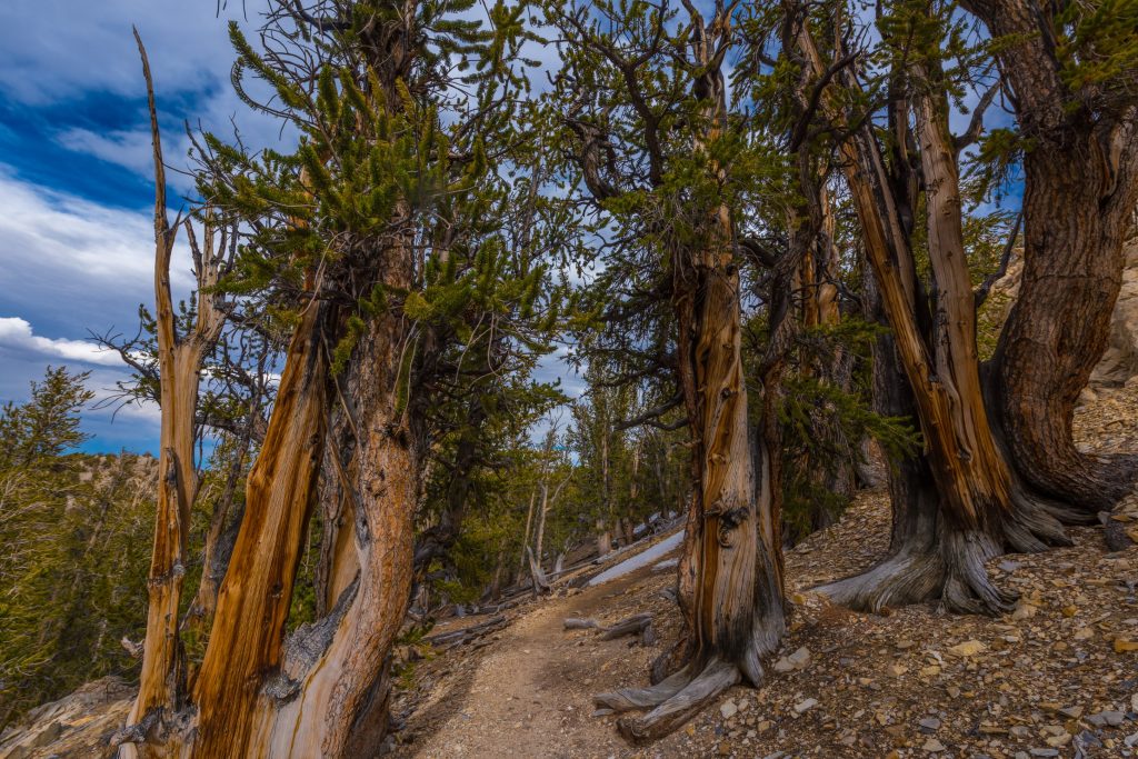 Bristlecone Pine Forest in Inyo National Forest, California, USA