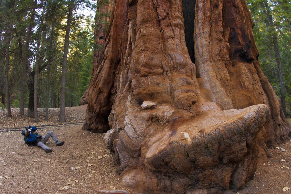 Giant Sequoia trees in the Sequoia National Forest, California, USA